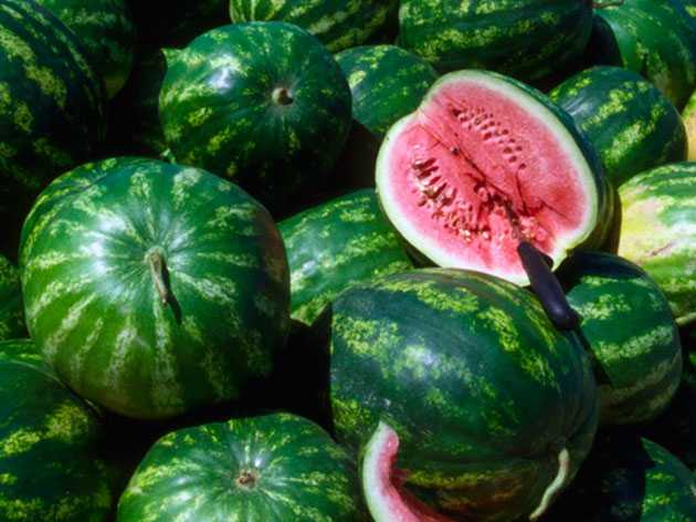Подробное описание и выращивание сорта арбуза холодок