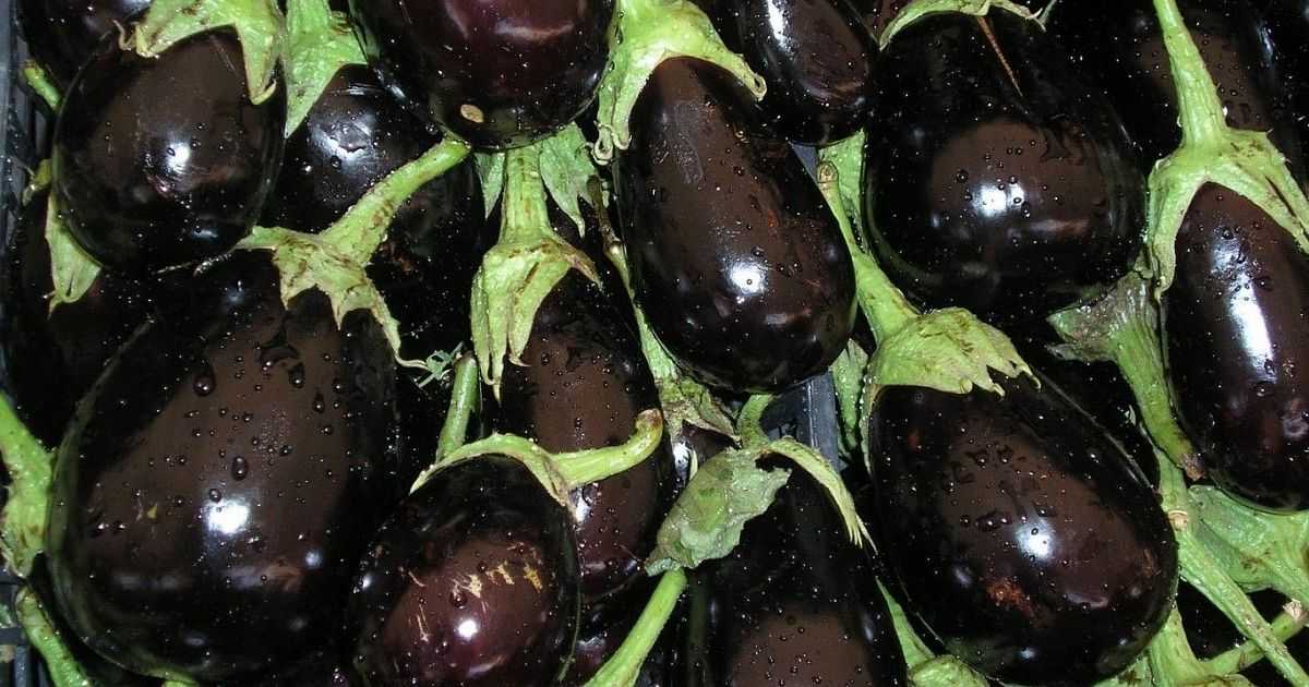 Баклажан черный красавец: топ правила выращивания, описание