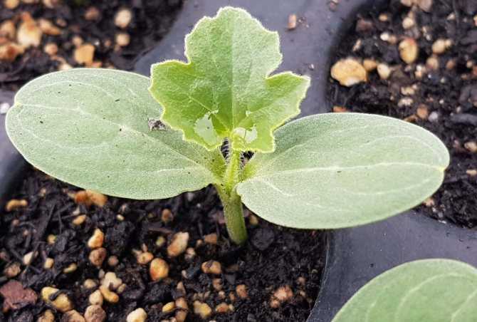 Когда и как сажать арбузы на рассаду в домашних условиях: правила ухода и выращивания