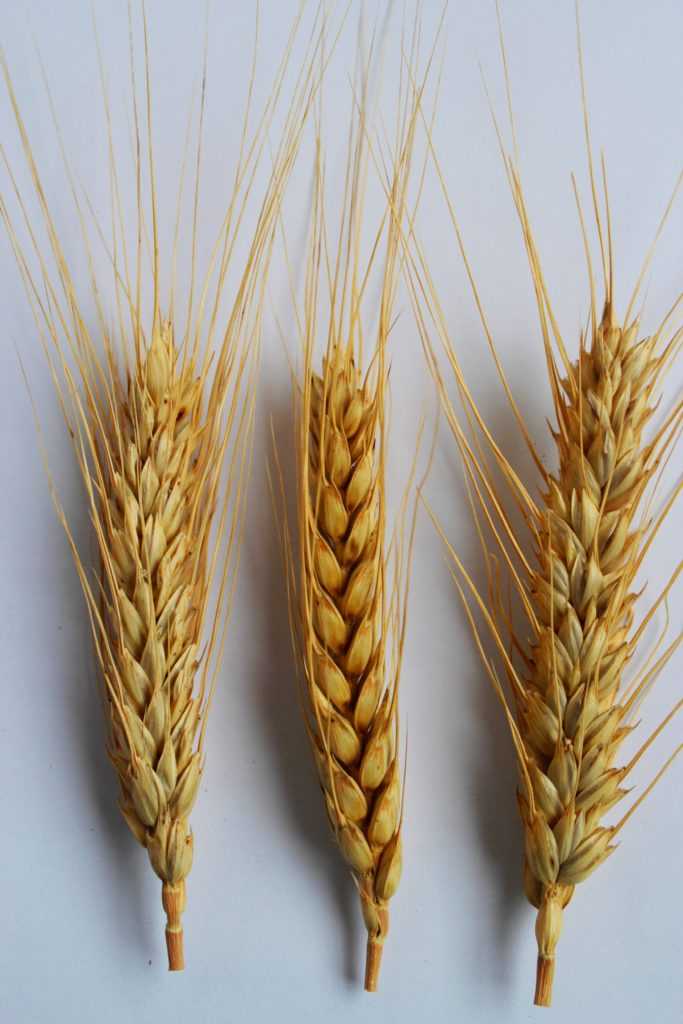 Польза муки из твердых сортов пшеницы дурум и что это такое, как применять