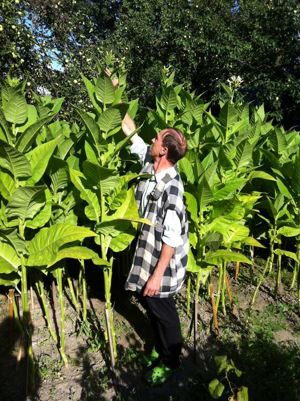 Как вырастить табак вирджиния на огороде