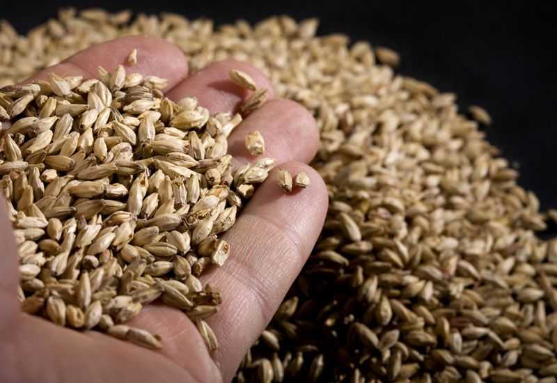 Твердые сорта пшеницы: выращивание, типы и классы зерна, отличие от мягких сортов