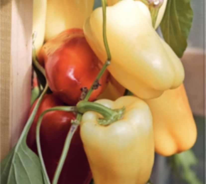Перец халиф f1: характеристика и описание сладкого болгарского сорта, отзывы об урожайности, фото семян фирмы престиж и партнер, высота куста