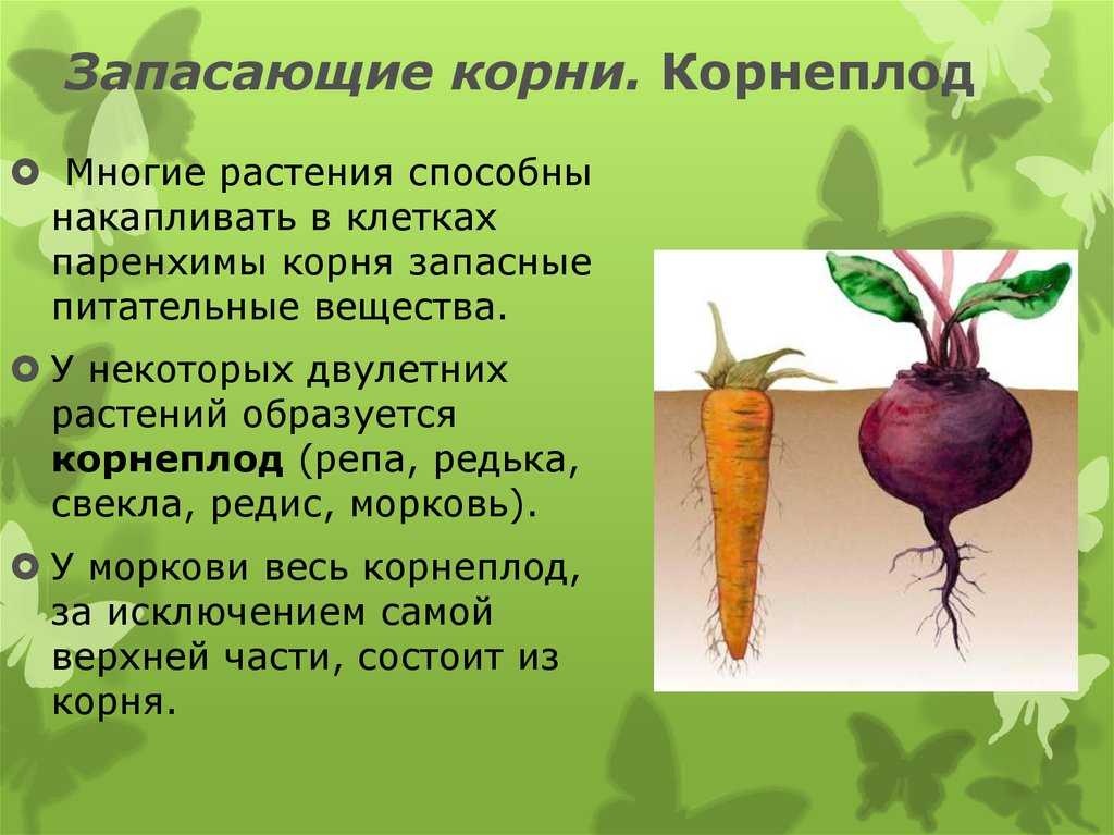 Морковь - описание растения и овоща, польза и вред, состав, калорийность, фото, как едят