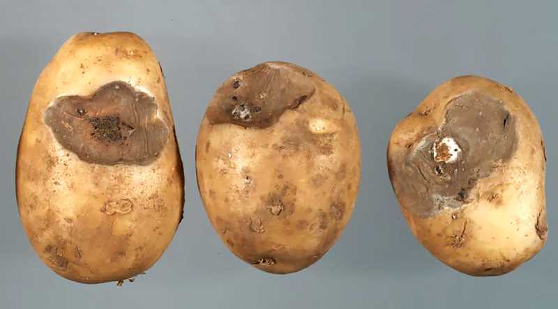Почему гниет картошка после выкопки