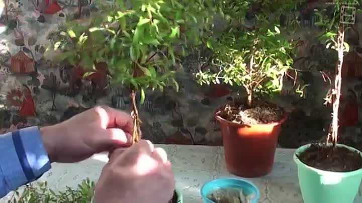 Особенности ухода и выращивание из семян комнатного граната бейби