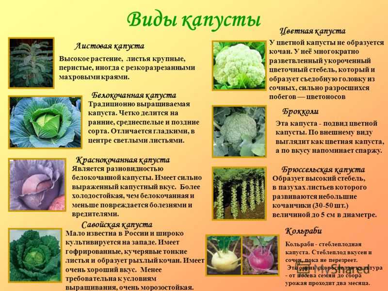 Характеристика и описание гибрида капусты атрия f1: выращивание и уход