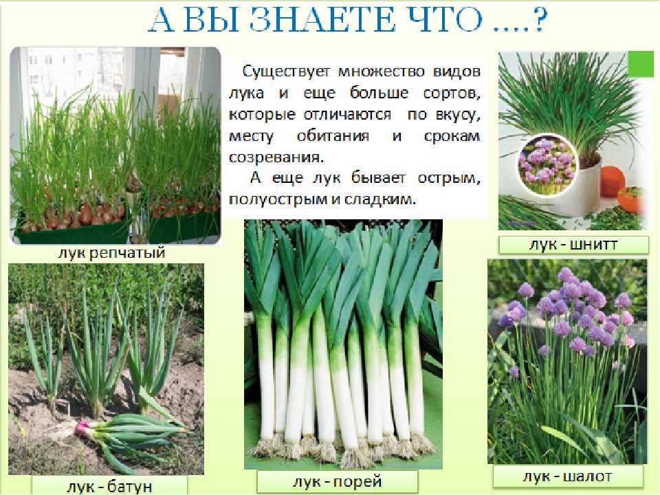 Особенности лука-слизуна: полезные свойства растения и область применения