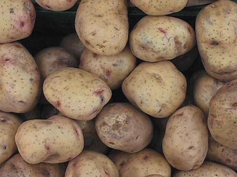 Бородинский сорт картофель. картофель сорта «бородянский розовый»: характеристика и особенности агротехники | дачная жизнь