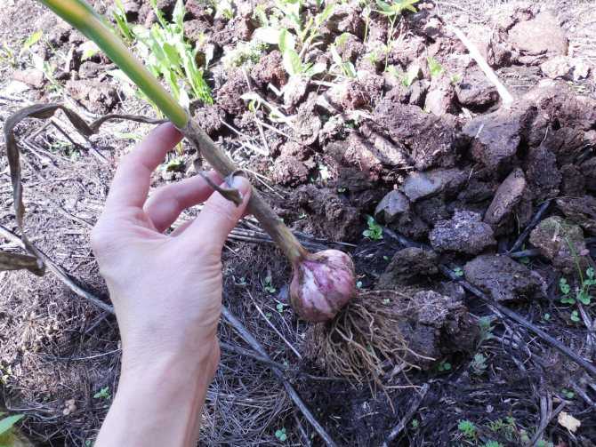 Хотите знать, как вырастить крупный чеснок на своем огороде