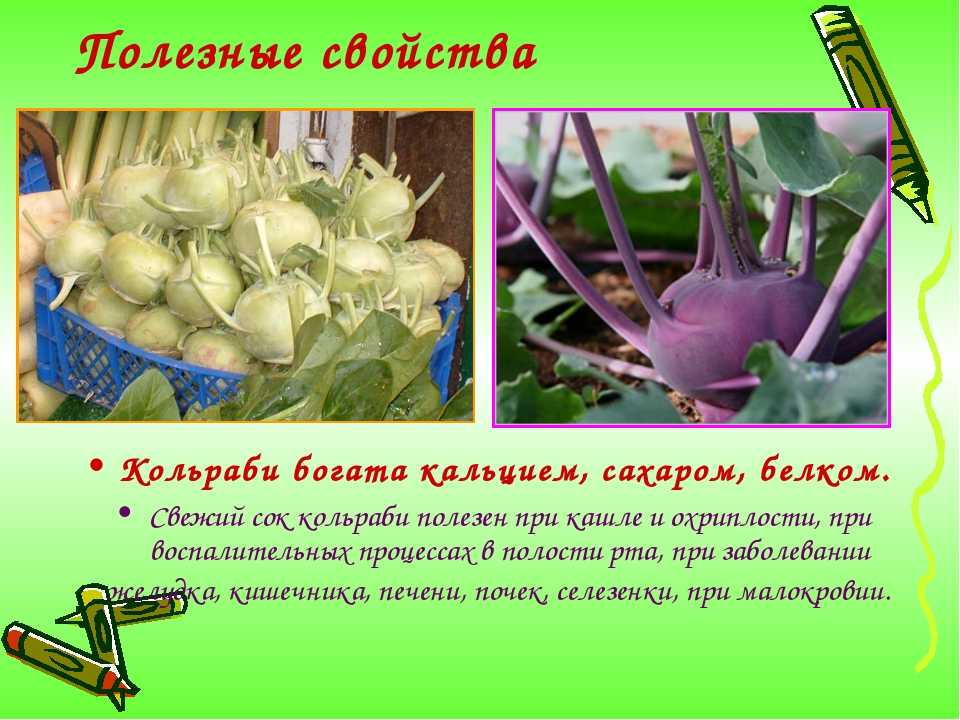 Капуста кольраби: описание, полезные свойства, особенности выращивания, как едят, рецепты - sadovnikam.ru