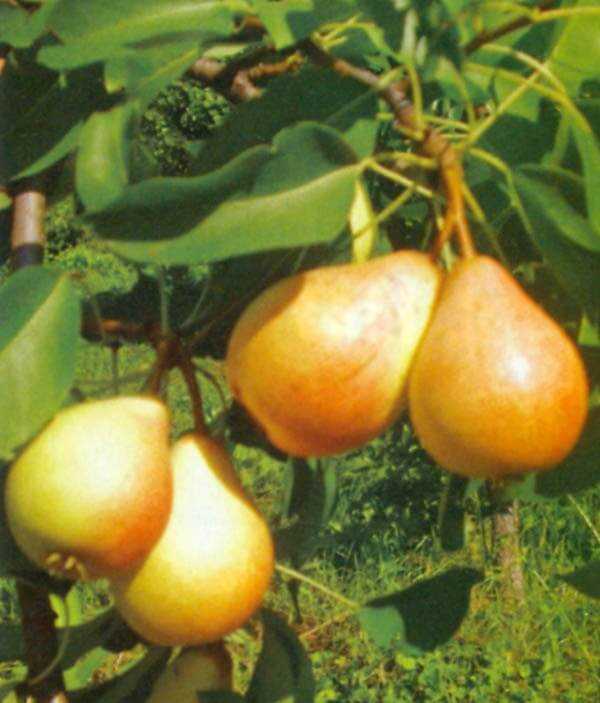 Сорта груш с крупными плодами — таврическая, вековая, татьяна, лира