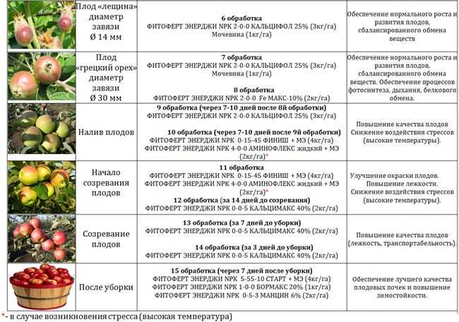 Чем подкормить черешню осенью для хорошего роста весной