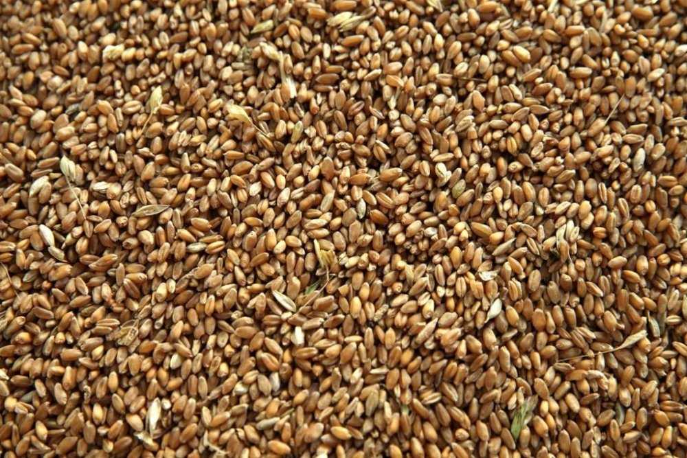Что такое фуражная пшеница и где она применяется