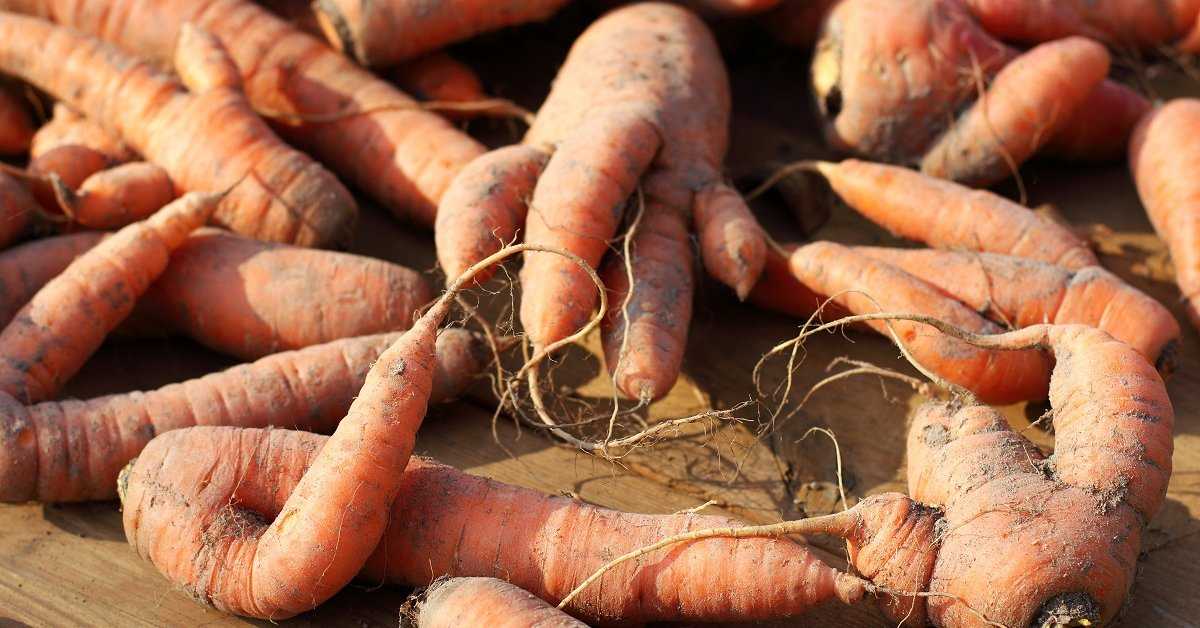 Почему морковь трескается, вырастает волосистая, рогатая и корявая