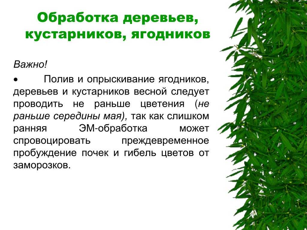 Обработка сада осенью – эффективные приемы против болезней и вредителей