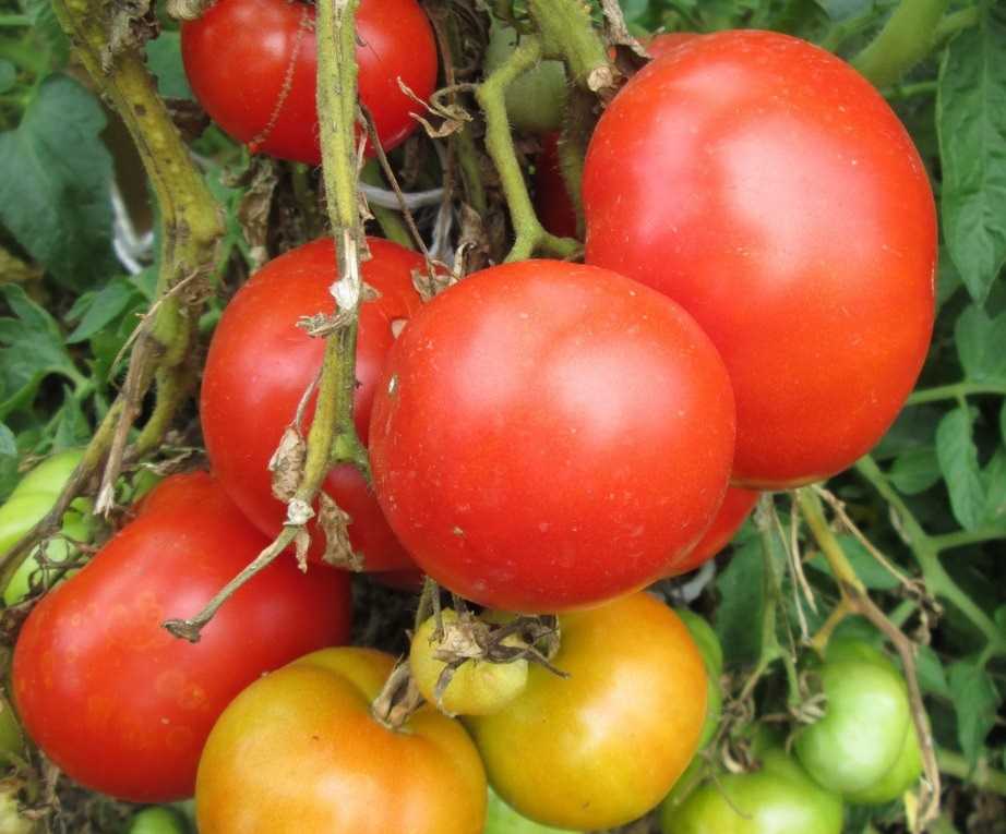 Томат болгарское чудо: характеристика и описание сорта, отзывы об урожайности помидоров и фото куста