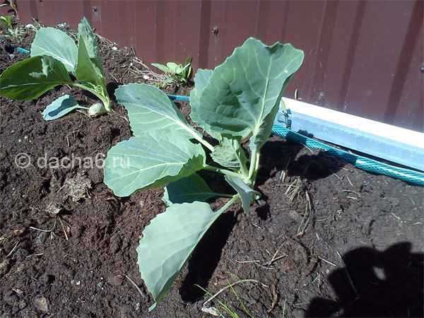Как и чем лучше подкормить капусту после высадки в грунт, схемы и правила внесения удобрений