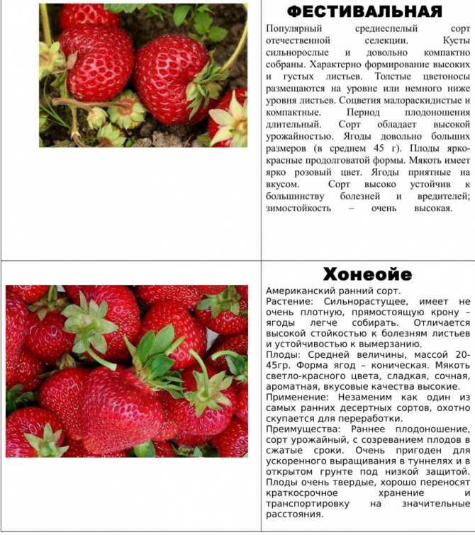 Клубника – описание 33 лучших сортов: ранние, среднеспелые, поздние и ремонтантные сорта | (фото & видео) +отзывы