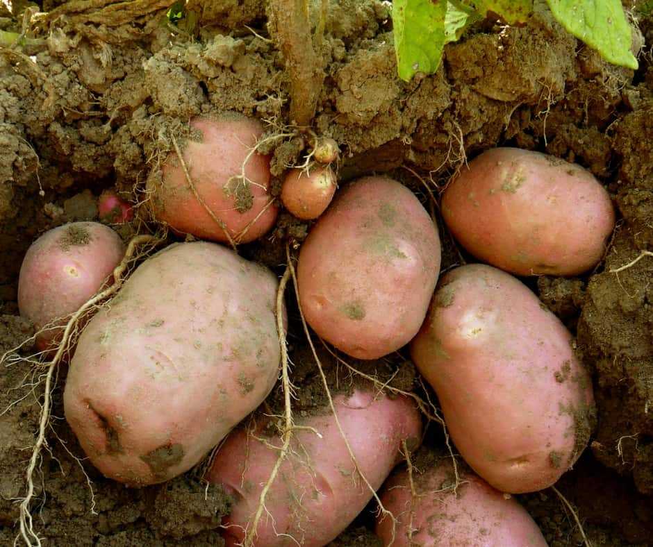 Картофель палац (семенной): описание раннего сорта, фото, отзывы кто сажал об урожайности, характеристика, вкусовые качества