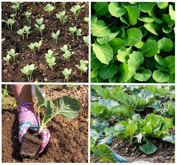 Как вырастить цветную капусту через рассаду и семенами в грунте
