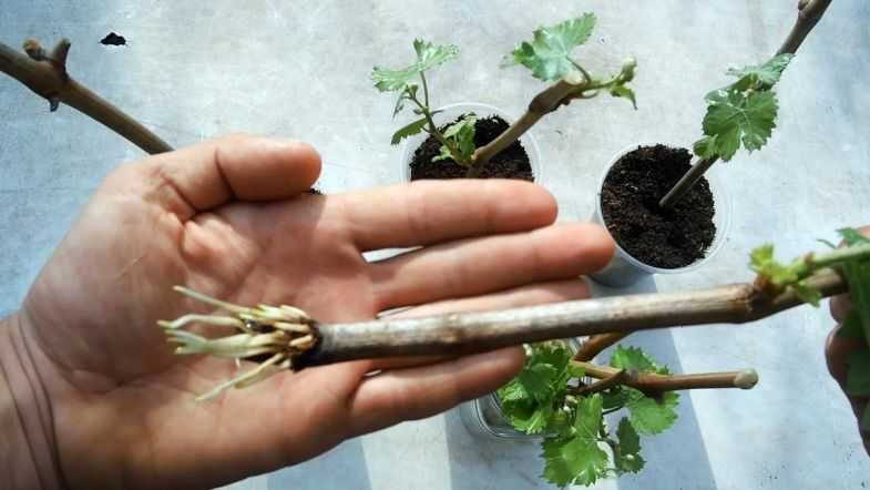 Тонкости выращивания винограда из черенков: как правильно нарезать, хранить и укоренять лозу в домашних условиях