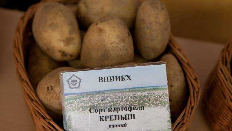 ᐉ сорт картофеля «лина» – описание и фото