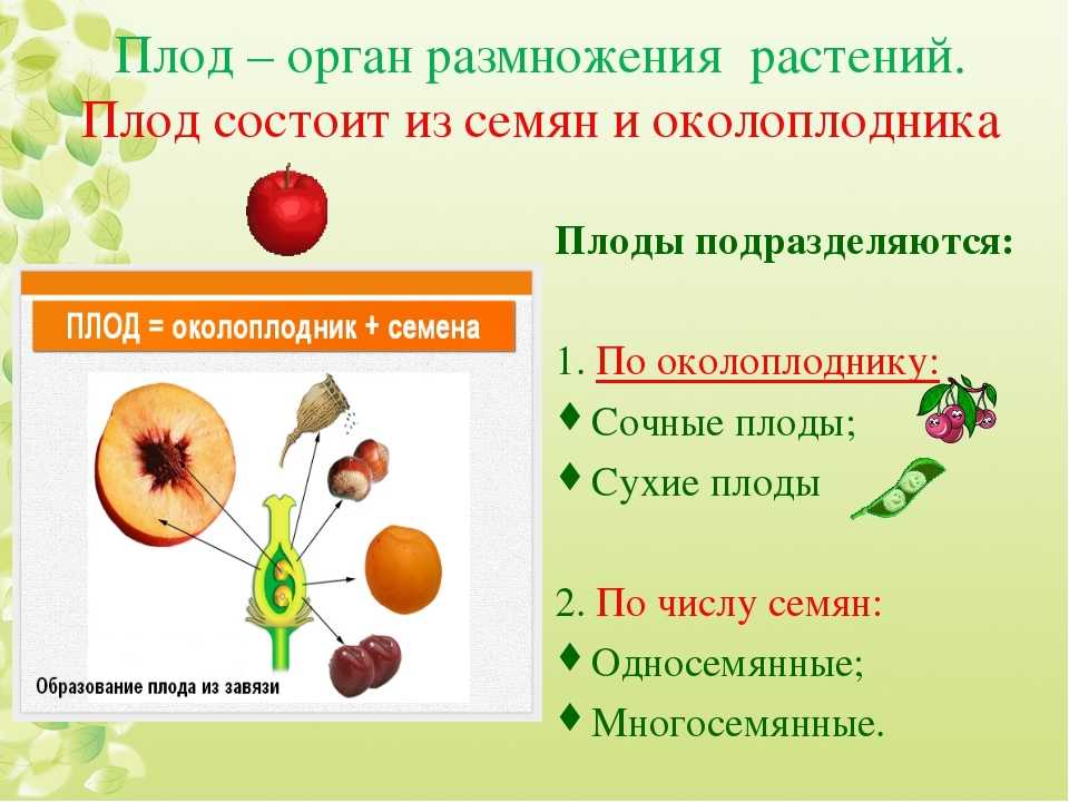 Арбуз – это ягода или фрукт, правильный ответ, при чем тут овощ + фото