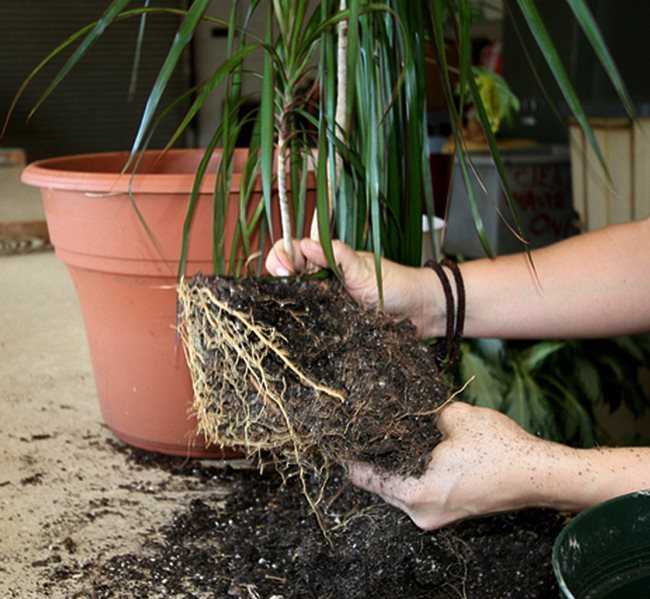 Гранатовое дерево - выращивание и уход в домашних условиях