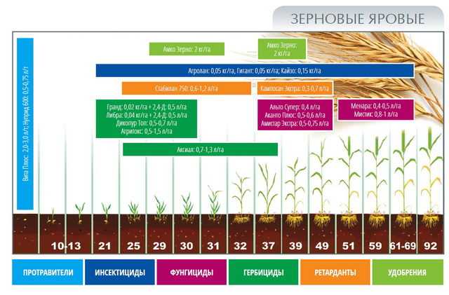 Принципы подкормки пшеницы, правила внесения удобрений