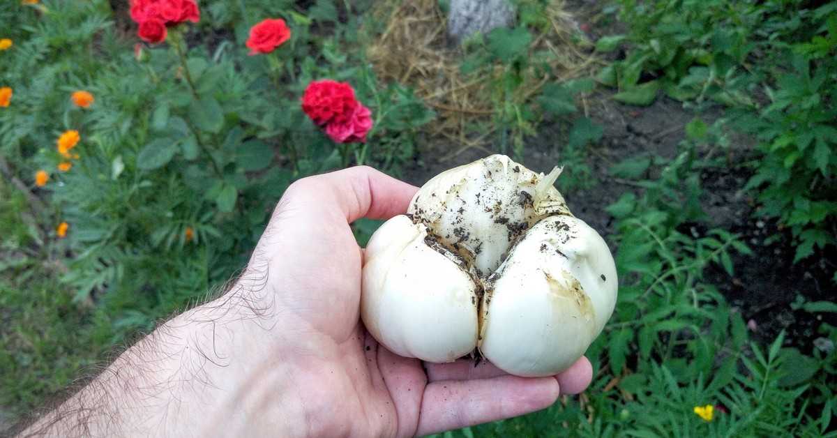 Анзур — гигантский, горный лук-чеснок, выращивание - 10sotokguru