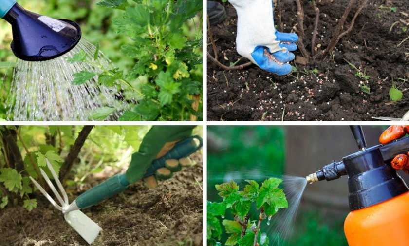 Обработка сада осенью 2021: чем обрабатывать, лучшие и эффективные средства