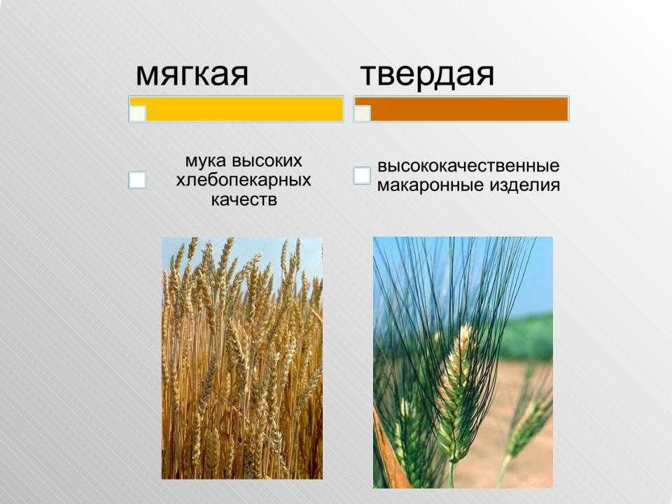 Пшеница - все о растении - описание, свойства, виды