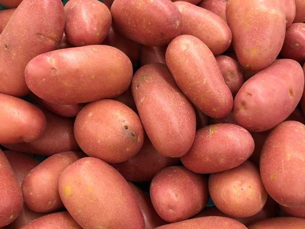 Фиолетовая картошка: сорта, польза и вред, как выращивать фиолетовый картофель
