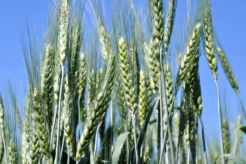 Благоприятные факторы формирования корневой системы пшеницы