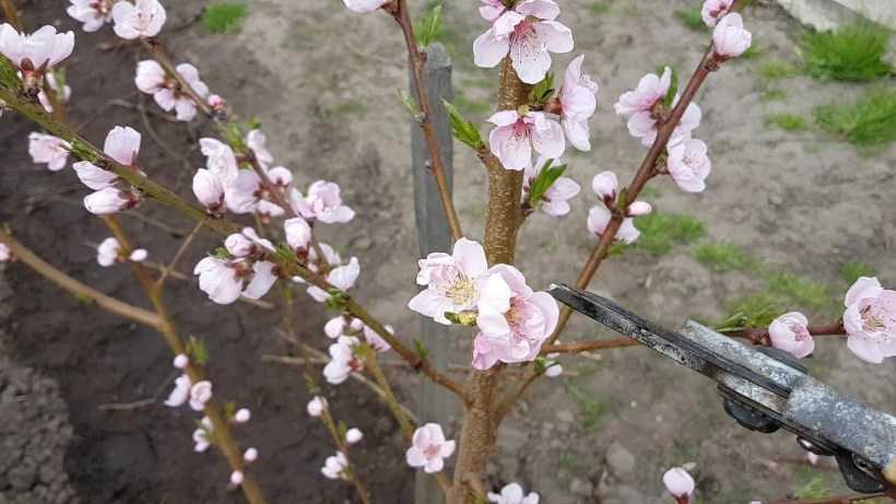 Как ухаживать за персиками летом, осенью и весной в период созревания и плодоношения