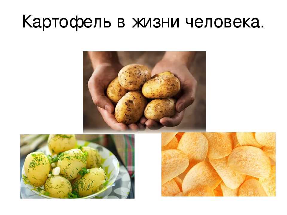 Исключать ли картофель во время диеты