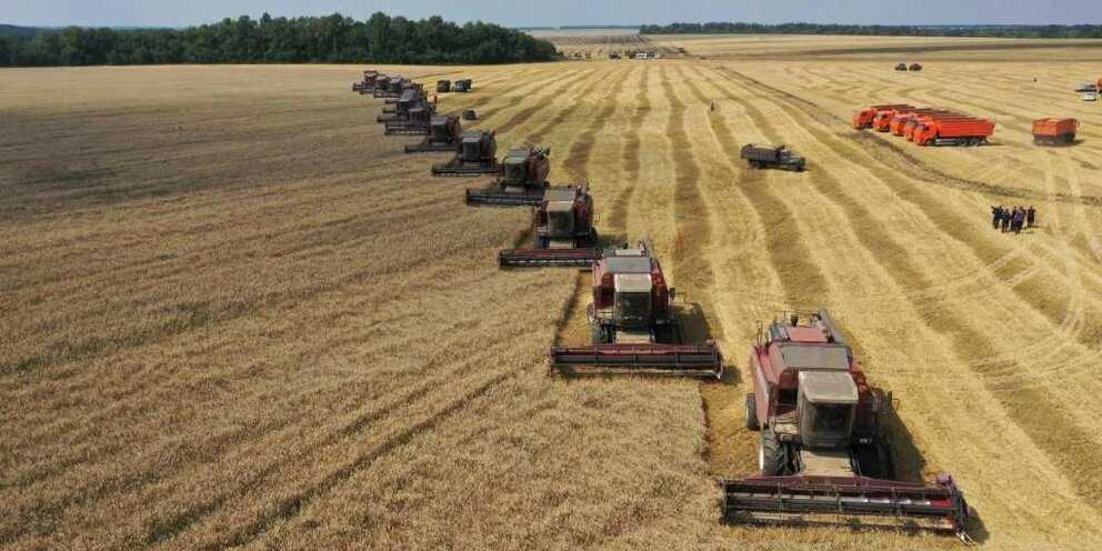 Когда убирают пшеницу с полей: уборка озимой и яровой в россии, при какой влажности собирают, в каком месяце косят, когда созревает и поспевает