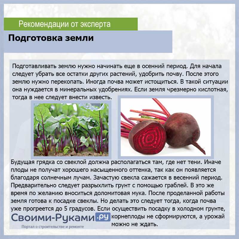 Морковь каротель: характеристика и описание сорта, выращивание и уход, фото, отзывы