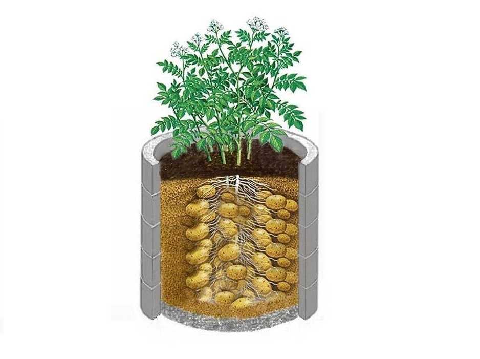 Выращивание картофеля в мешках: технология пошагово, посадка