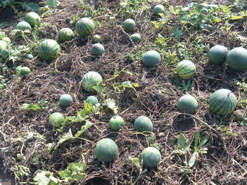Спелые арбузы в сибири: выращивание в теплице