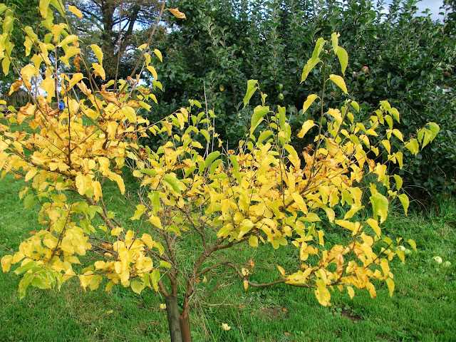 Причины пожелтения и опадания листьев вишни