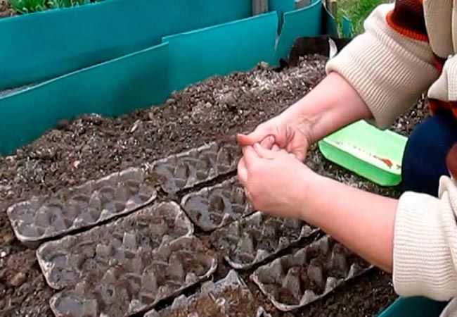 Когда сажать редиску весной в открытый грунт в 2021 году - грибы и огород