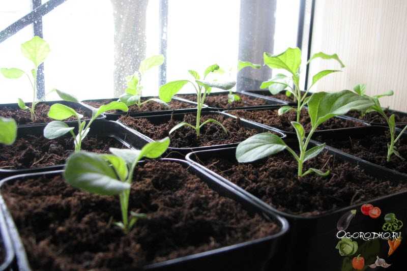 Выращивание баклажанов в открытом грунте рассадой из семян: агротехника, фото, видео