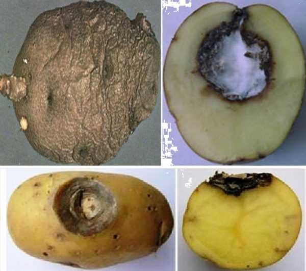 Как защитить картофель от кольцевой гнили — agroxxi