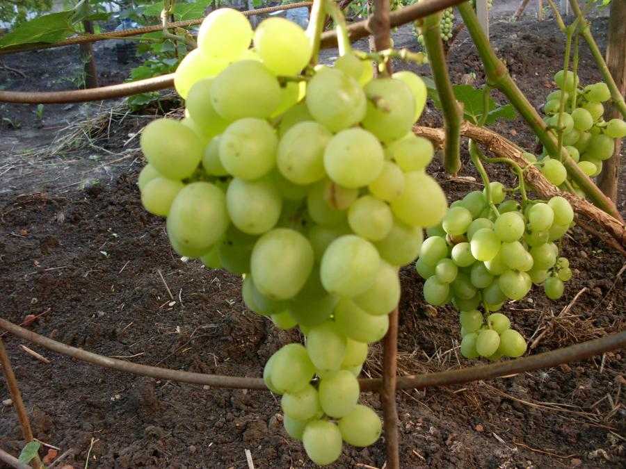 Сорта неукрывного винограда для подмосковья