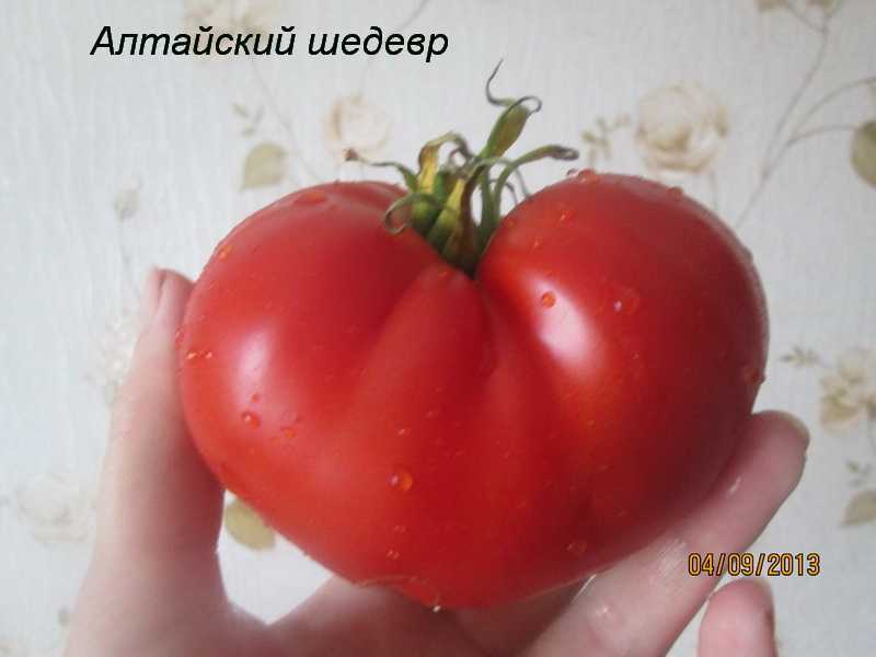 Получаем богатый урожай даже в неблагоприятных погодных условиях, выращивая томат «алтайский шедевр»