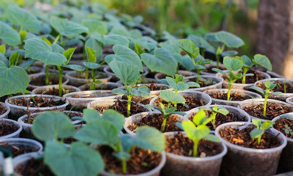 Как посадить арбузы на рассаду в домашних условиях — как сажать арбузы на рассаду в домашних условиях — про огород