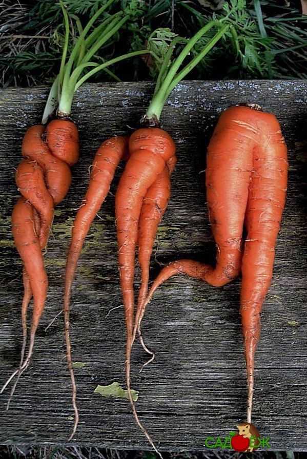 Почему морковь вырастает корявой, что делать