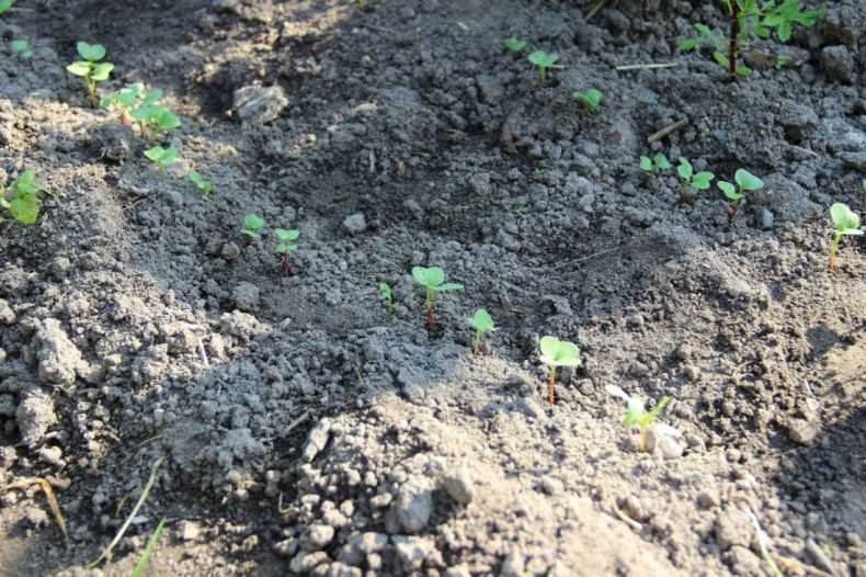 Посадка редиса весной или создаем условия для первого в году урожая